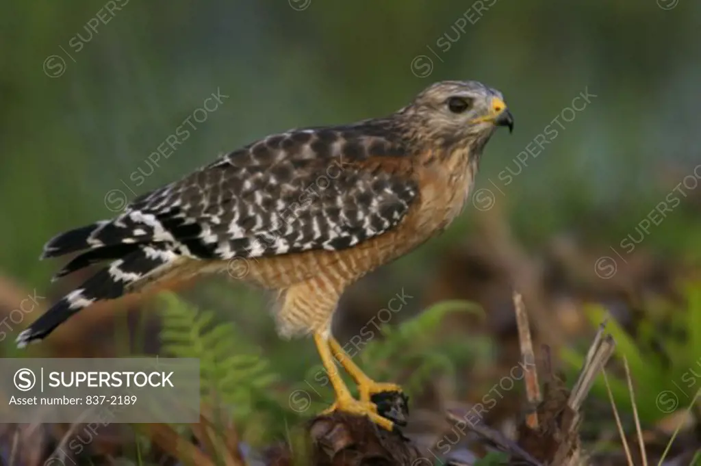 Side profile of a Red-shouldered Hawk perching on a branch (Buteo lineatus)