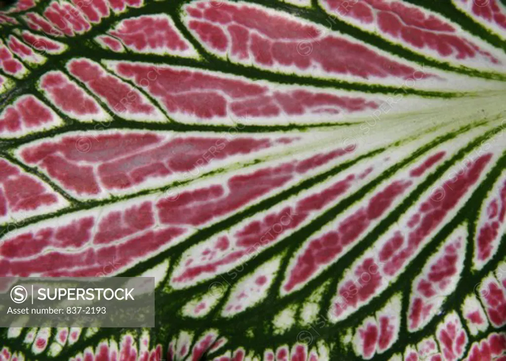 Close-up of a coleus leaf