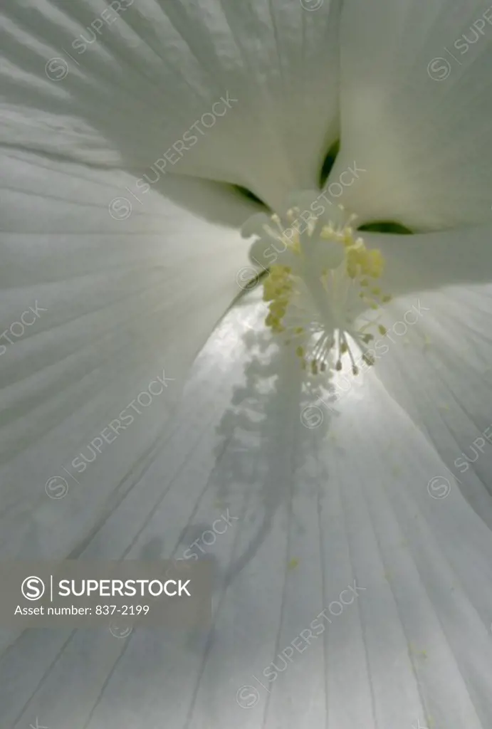 Close-up of the stamen of a white hibiscus
