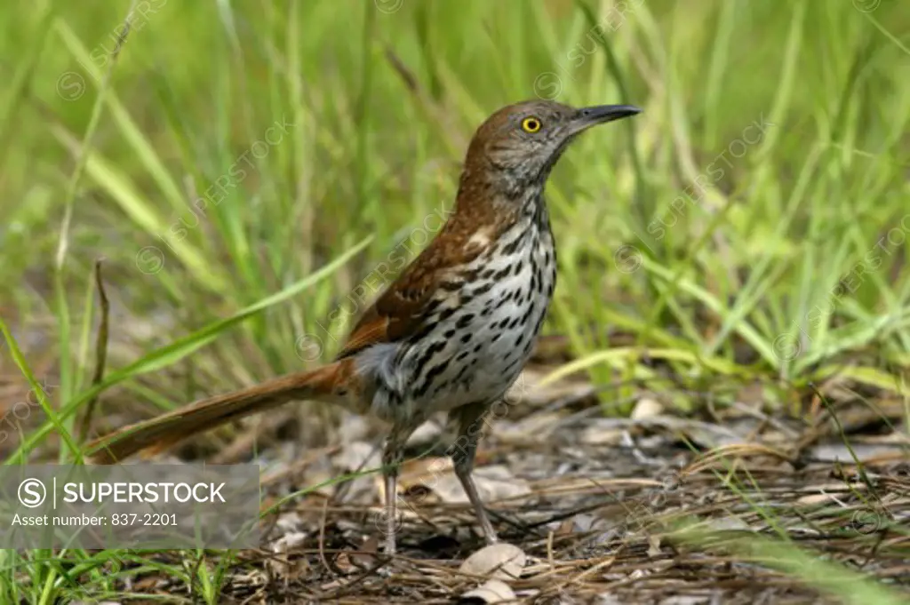 Close-up of a Brown Thrasher (Toxostoma rufum)