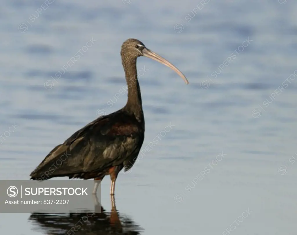 Reflection of a Glossy Ibis in water (Plegadis falcinellus)