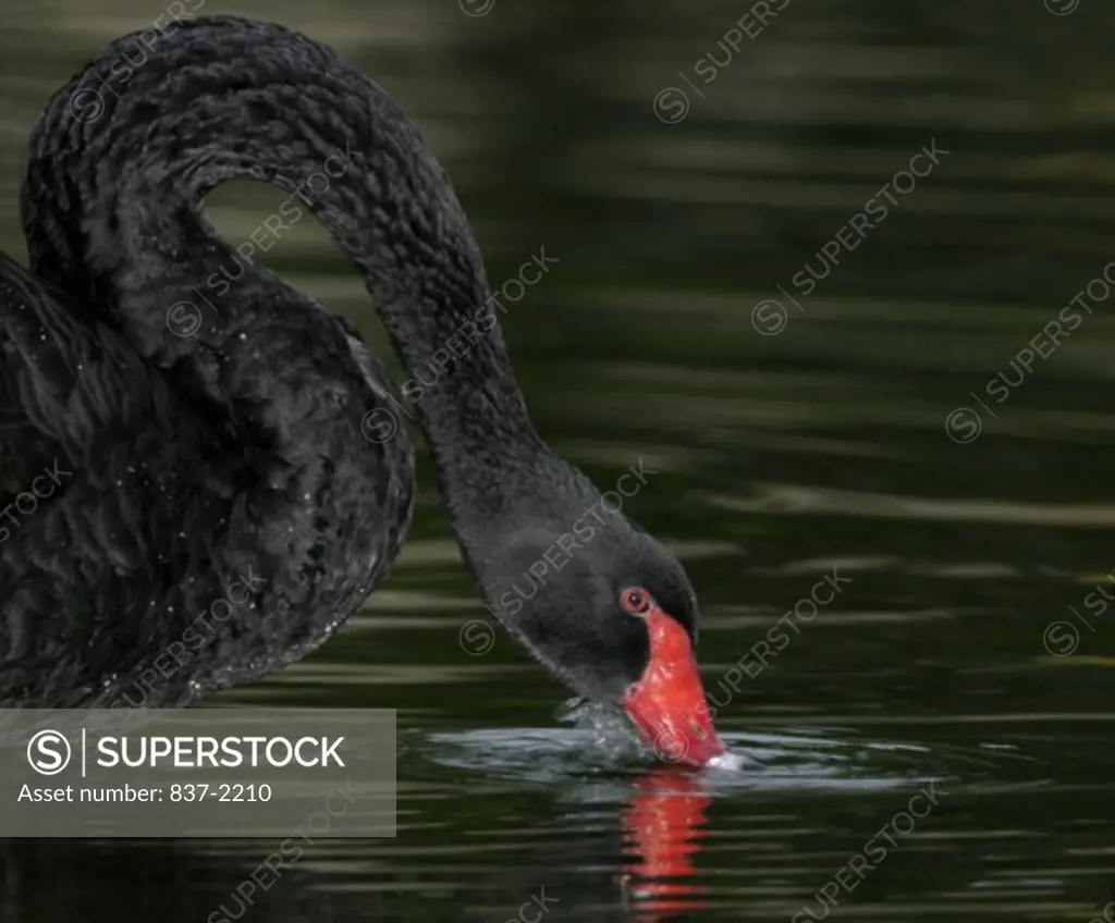 Side profile of a Black Swan drinking water (Cygnus atratus)