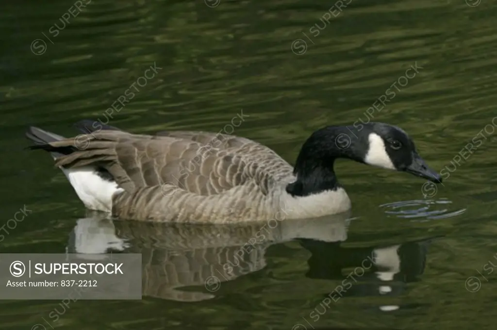 Side profile of a Canada Goose swimming in water (Branta canadensis)