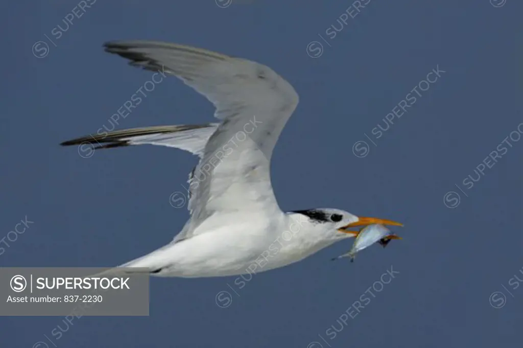 Side profile of a Royal Tern catching a fish with its beak (Sterna maxima)