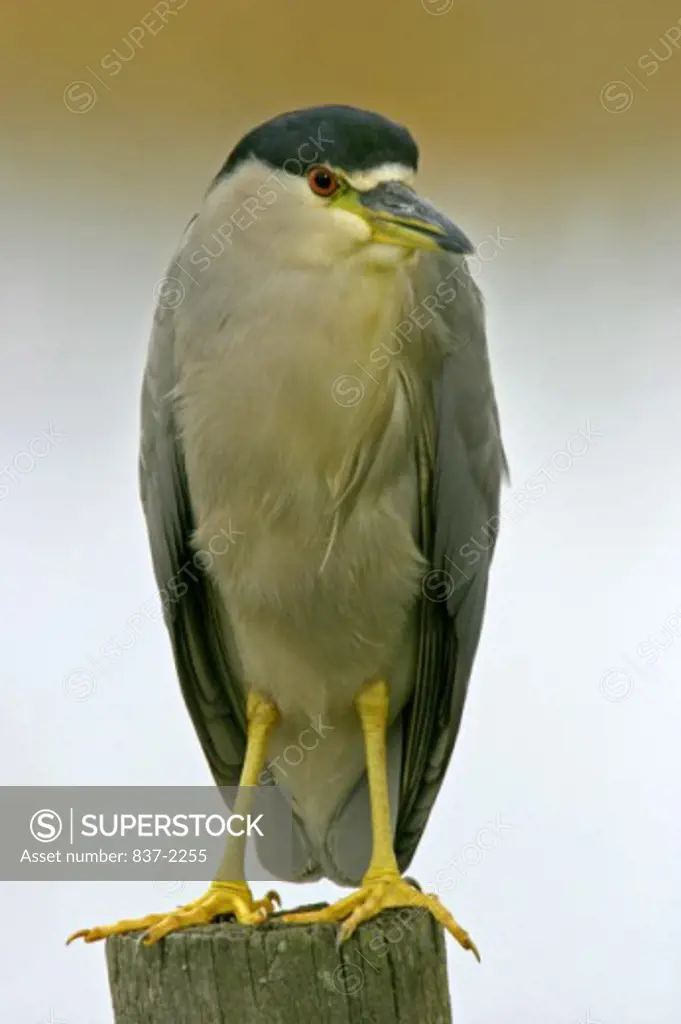 Close-up of a Black Crowned Night Heron perching on a wooden post (Nycticorax nycticorax)