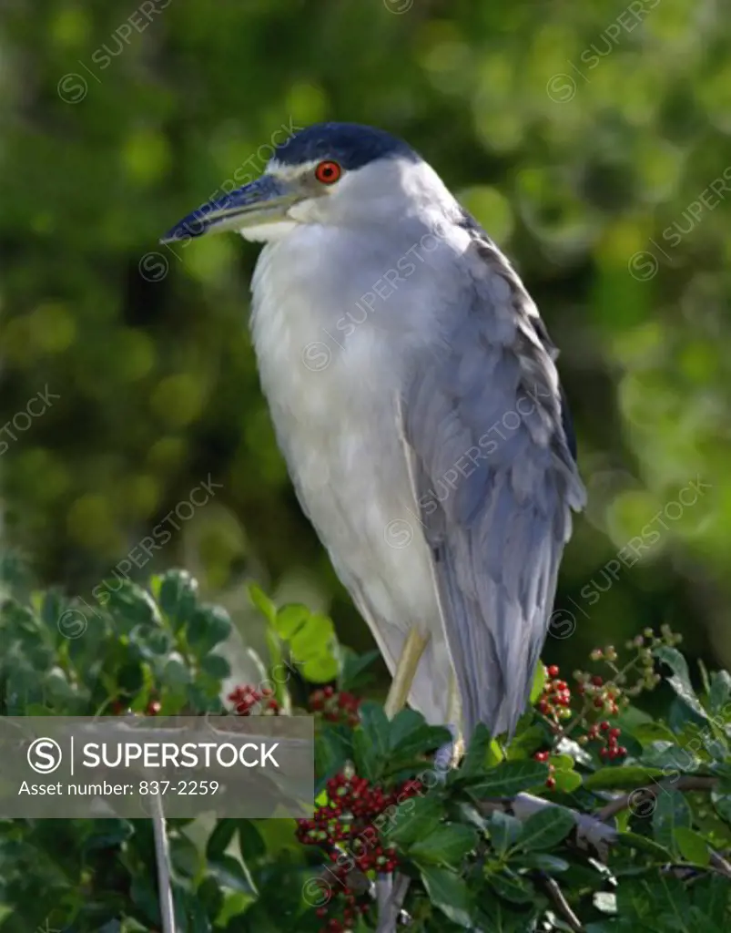 Close-up of a Black Crowned Night Heron perching on a branch (Nycticorax nycticorax)