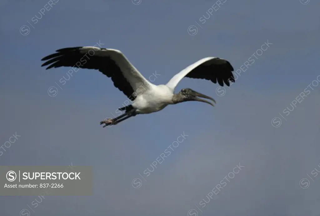 Low angle view of a Wood Stork flying (Mycteria americana)