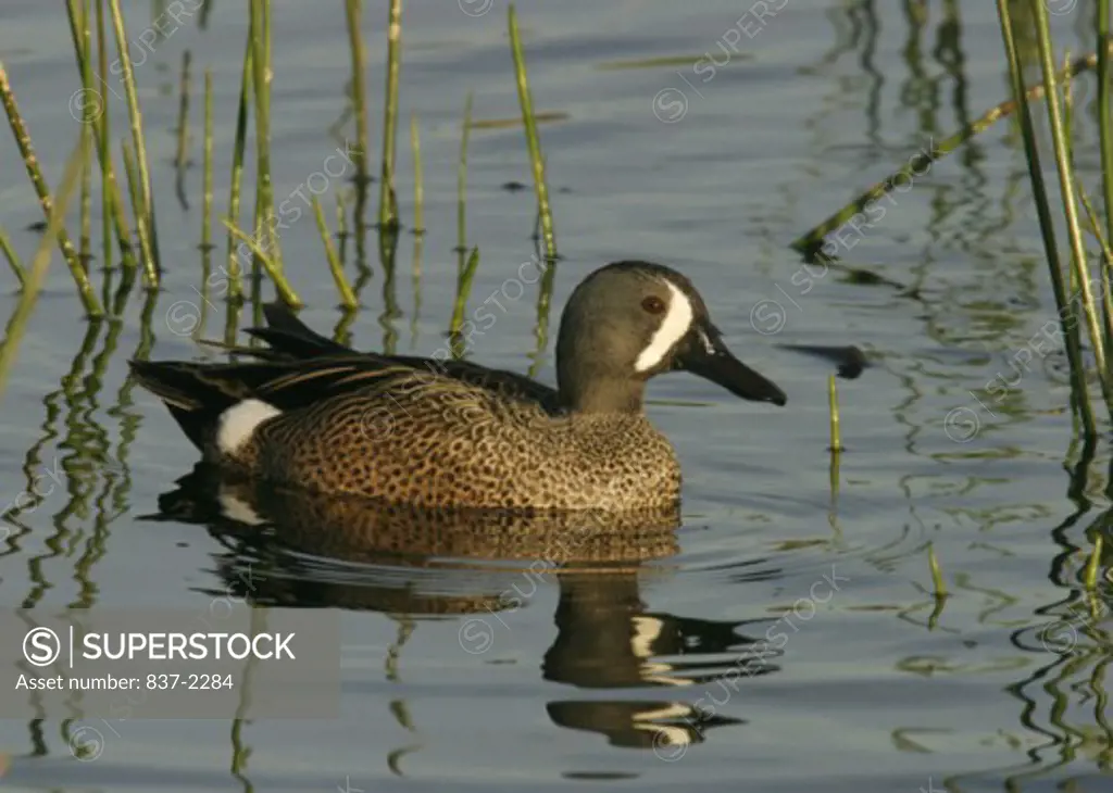 Side profile of the Blue-Winged Teal in water