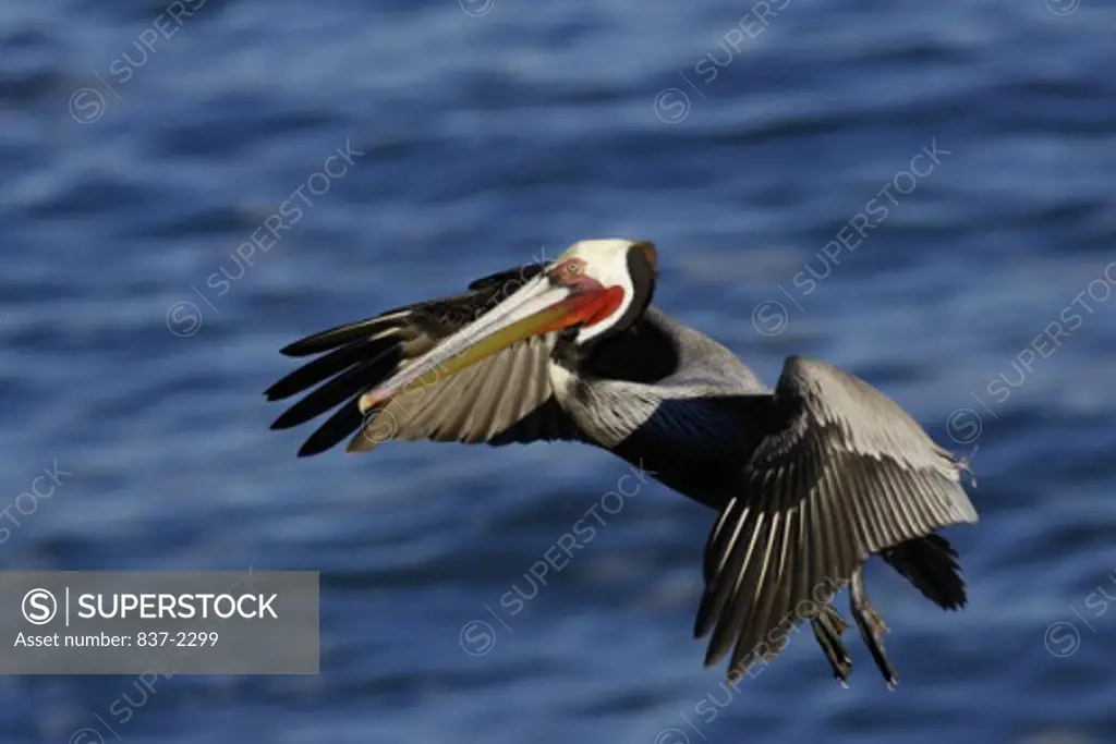 High angle view of a Brown Pelican flying (Pelecanus occidentalis)