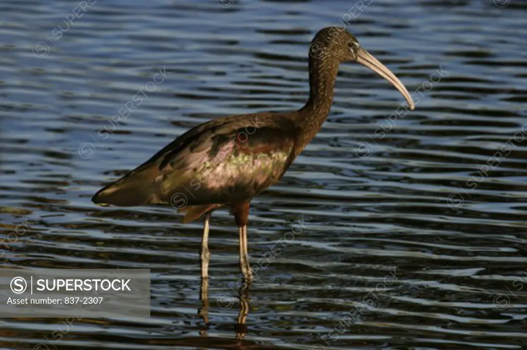 Close-up of a Glossy Ibis wading in water (Plegadis falcinellus)