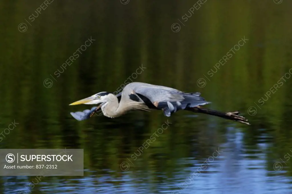 Side profile of a Great Blue Heron flying over water (Ardea herodias)