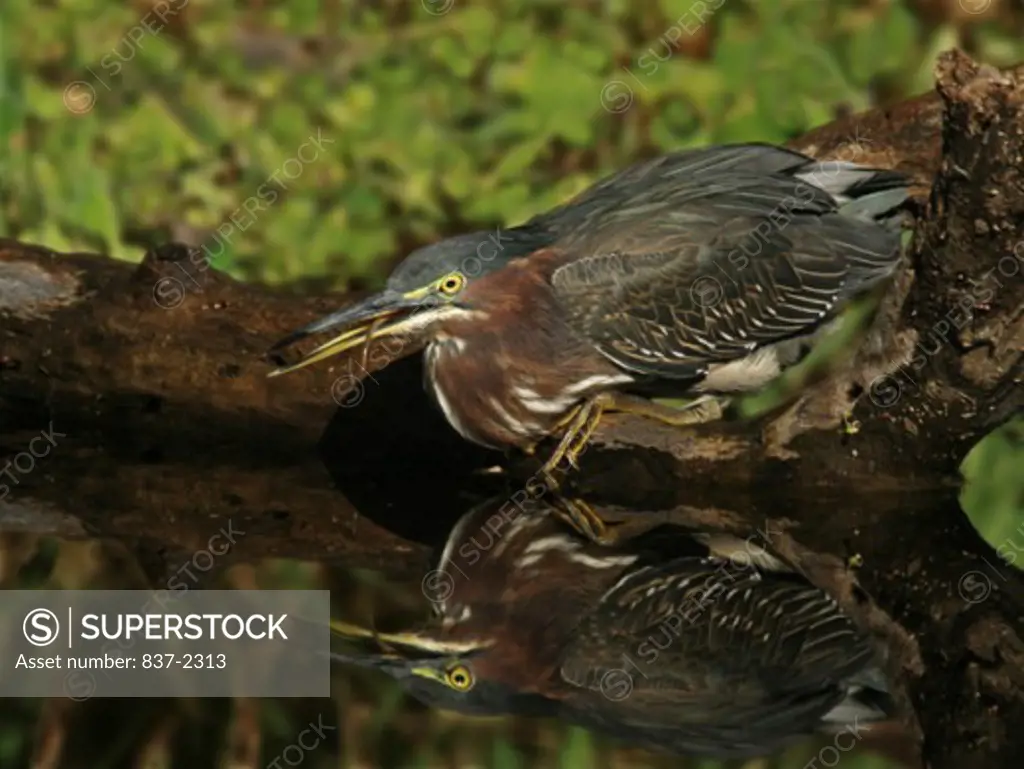 Reflection of a Green Heron in water (Butorides virescens)