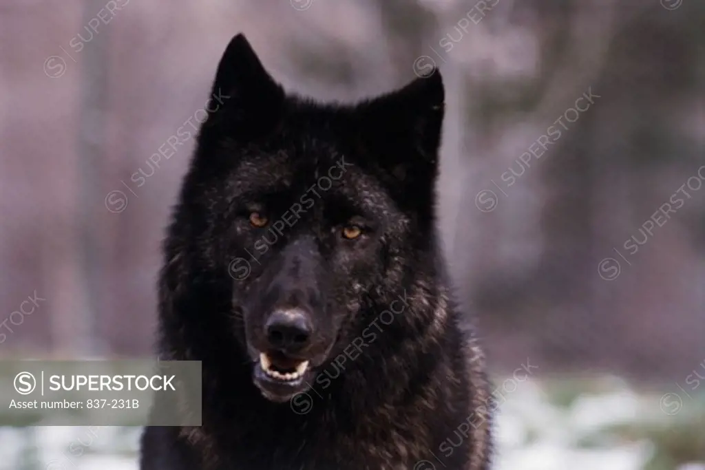 Close-up of a Gray Wolf (Canis lupus)