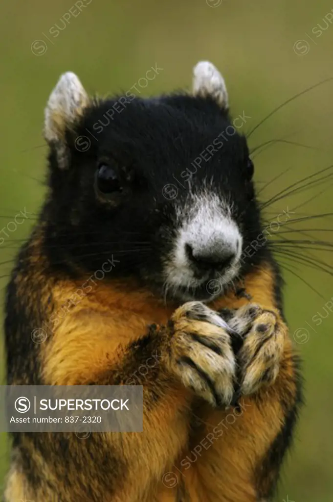 Close-up of a Fox Squirrel (Sciurus niger)