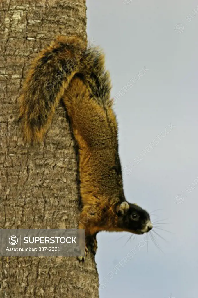 Close-up of a Fox Squirrel climbing a tree (Sciurus niger)