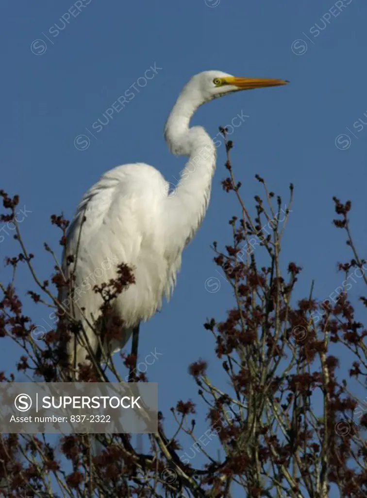Low angle view of a Great Egret perching on a branch (Ardea alba)