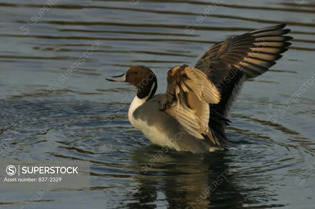 Side profile of a Northern Pintail flapping in water (Anas acuta)