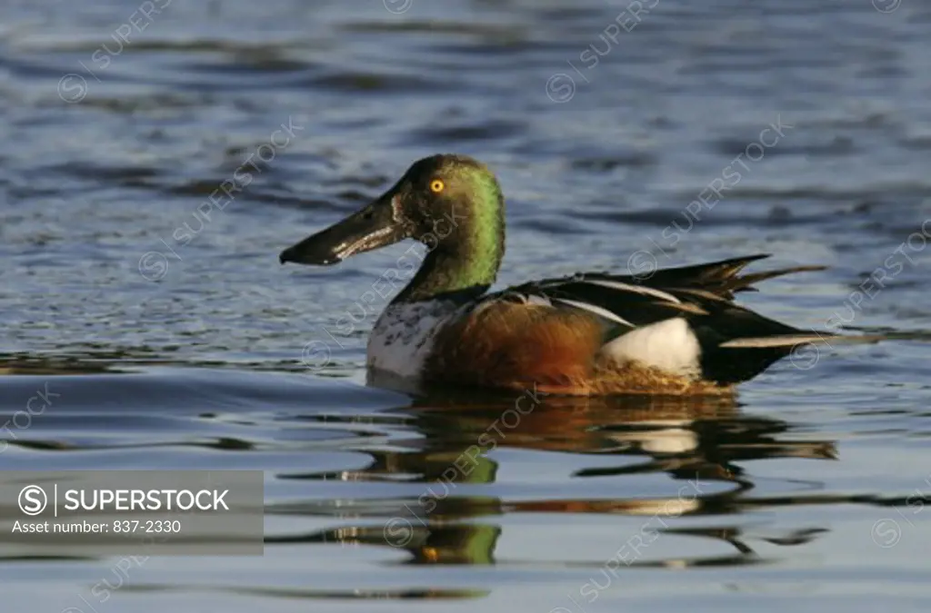 Side profile of a Northern Shoveler swimming in water (Anas clypeata)