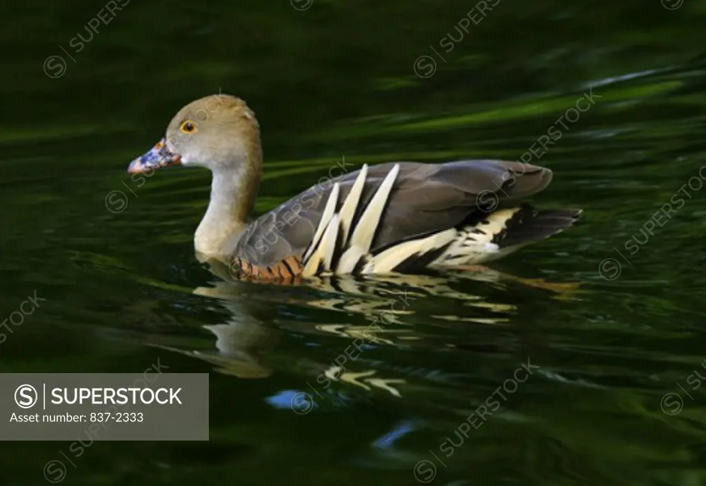 Side profile of a Plumed Whistling Duck swimming in water (Dendrocygna eytoni)