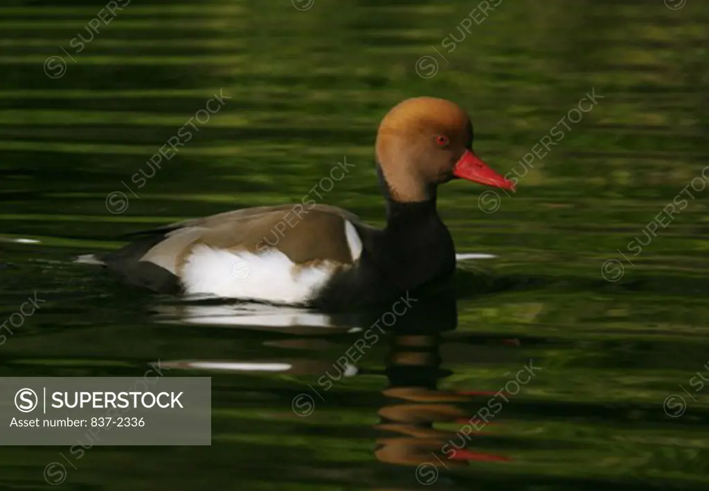 Side profile of a Red-crested Pochard swimming in water (Netta rufina)