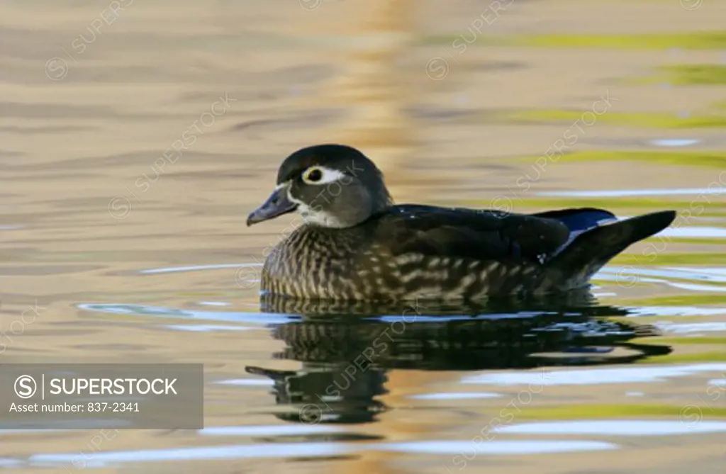 Side profile of a female Wood Duck swimming in water (Aix sponsa)