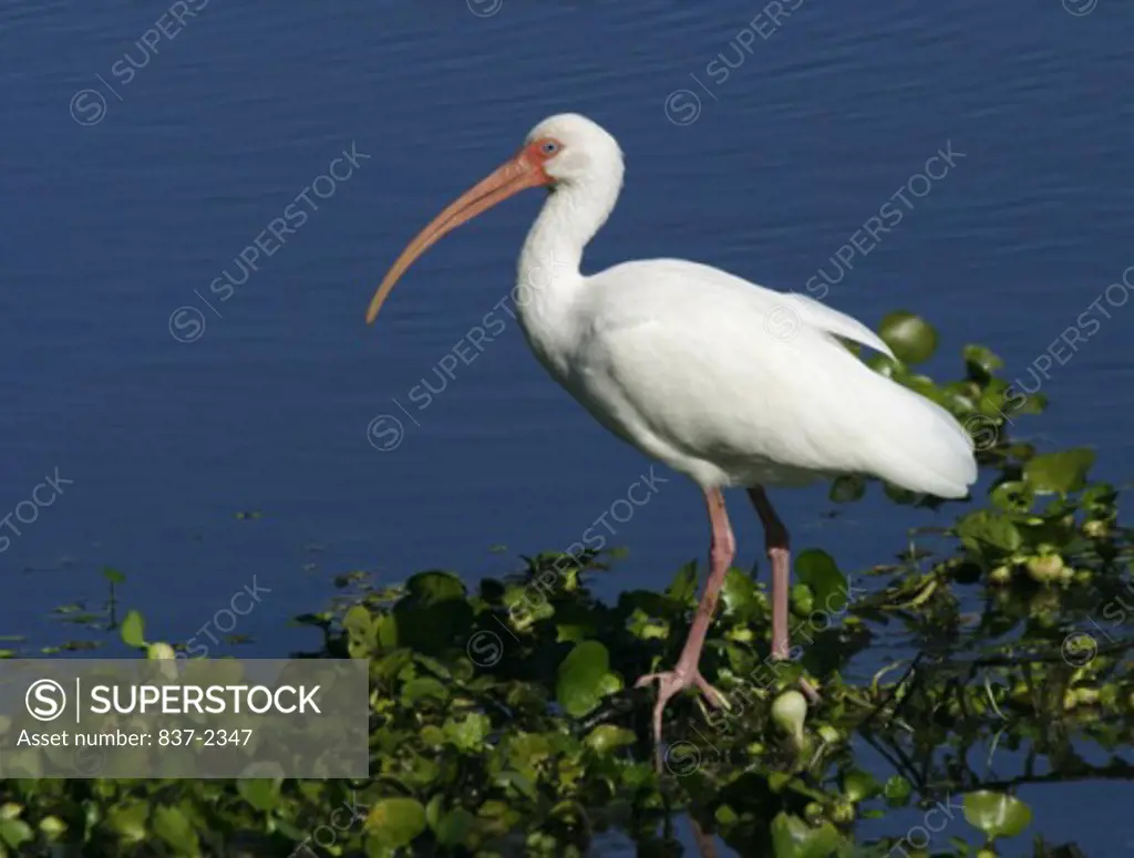Close-up of a White Ibis perching on branch (Eudocimus albus)