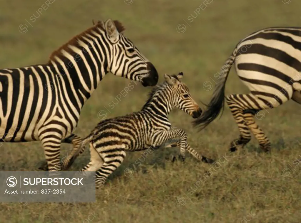 Side view of two zebras running with their foal in a field