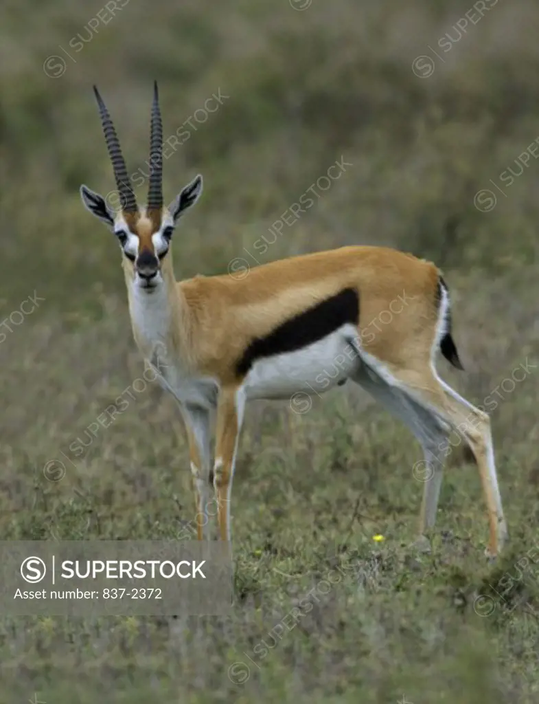 Front view of a Thomson's Gazelle (Gazella Thomsoni)