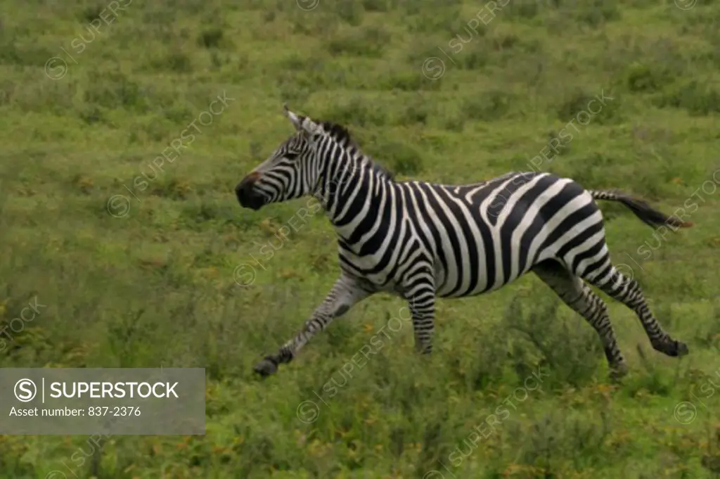 Side profile of a zebra running in a field
