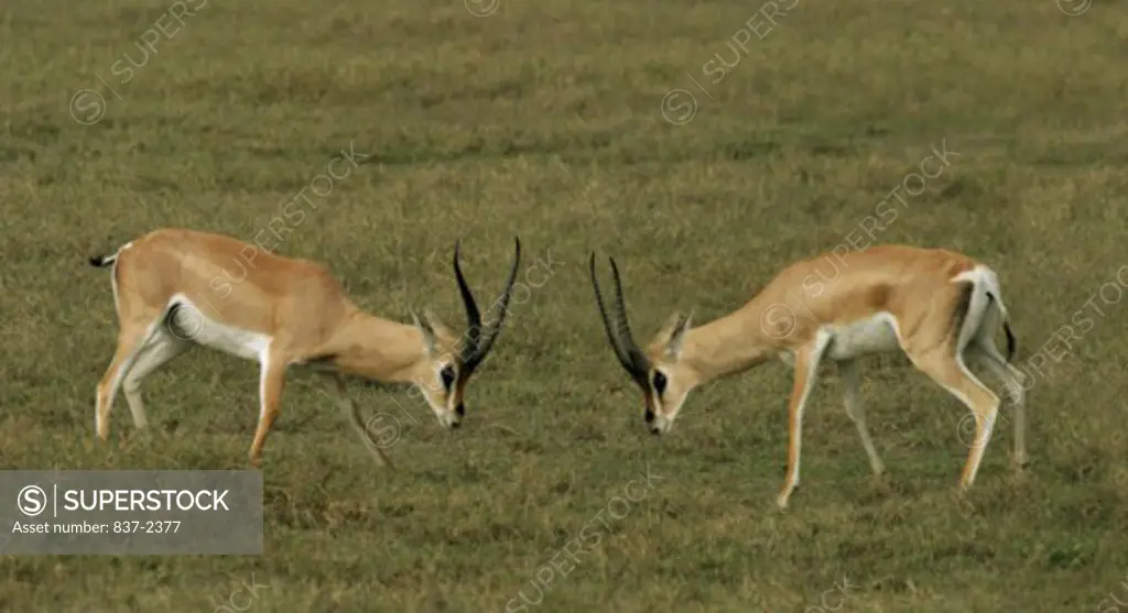 Side profile of two Grant's Gazelles fighting in a field (Gazella granti)