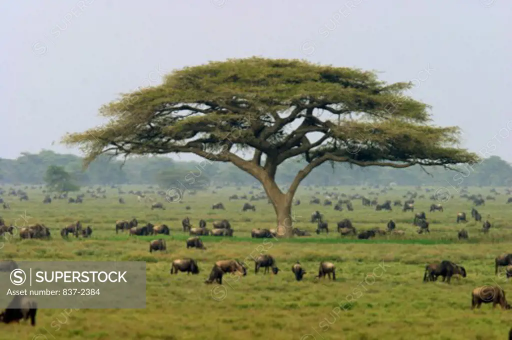 View of herds of Wildebeest grazing in the Serengeti National Park, Tanzania (Connochaetes Taurinus)
