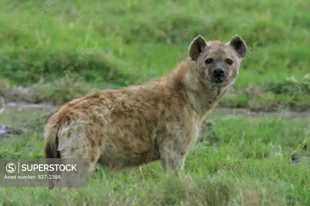 Close-up of a Spotted Hyena standing in a field (Crocuta crocuta)