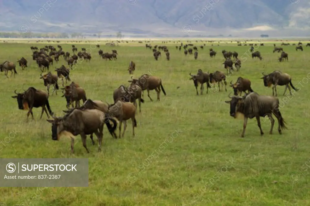 View of a herd of Wildebeests in a meadow (Connochaetes Taurinus)