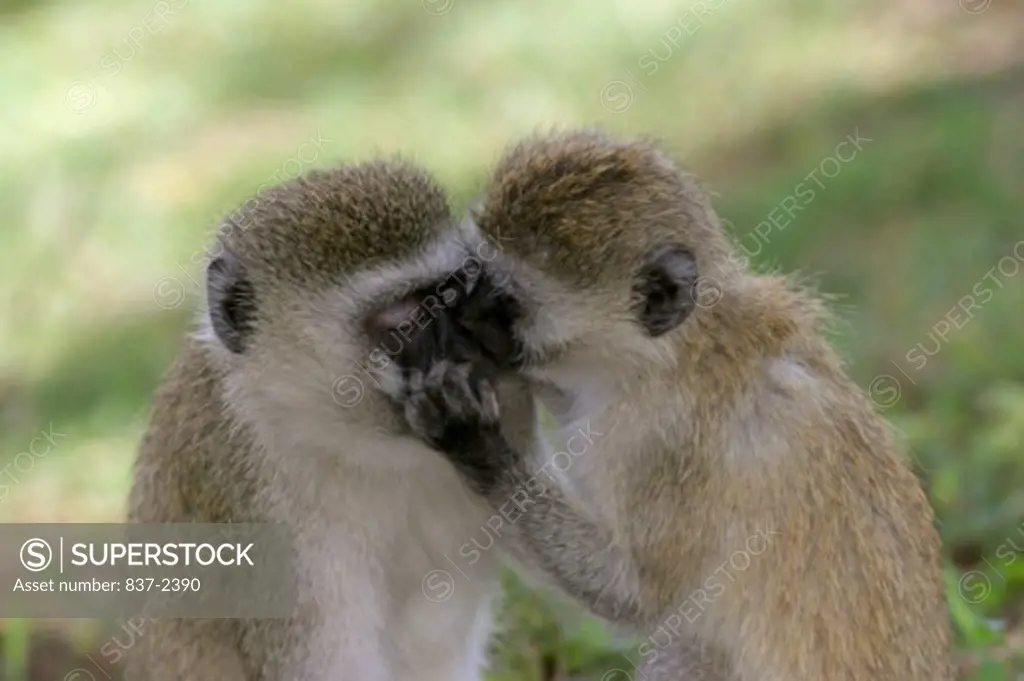 Close-up of two Vervet Monkeys kissing (Chlorocebus pygerythrus)