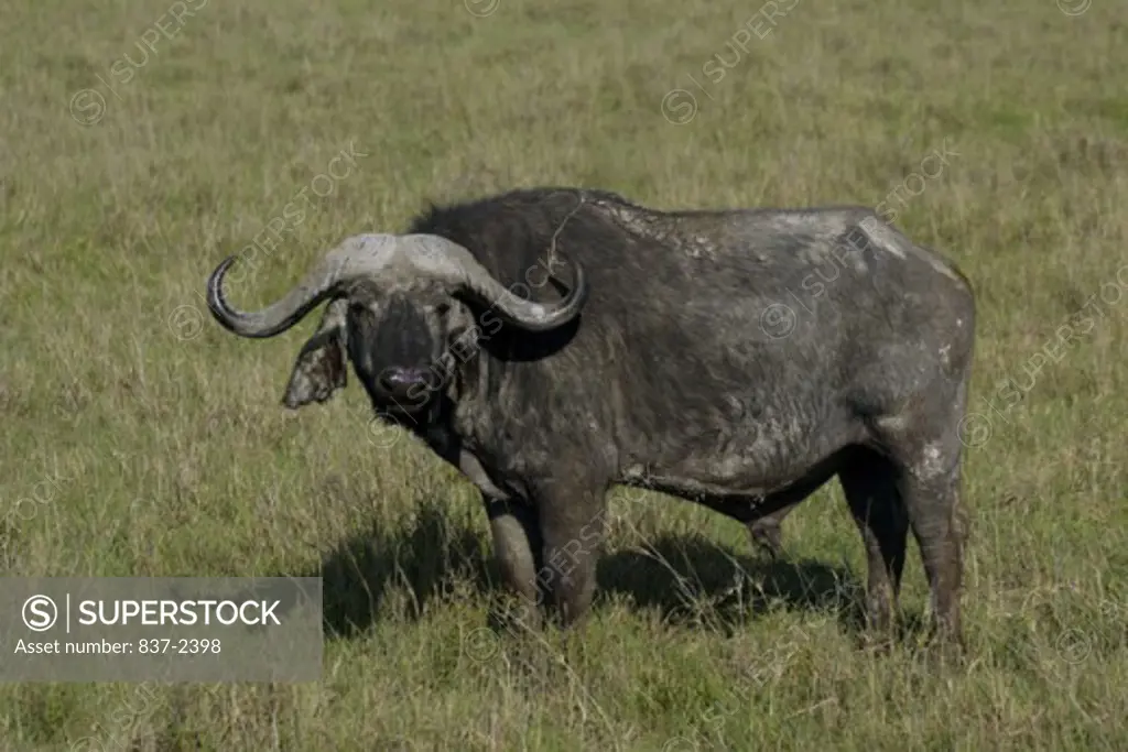 Portrait of a Cape Buffalo standing in a field (Syncerus caffer)