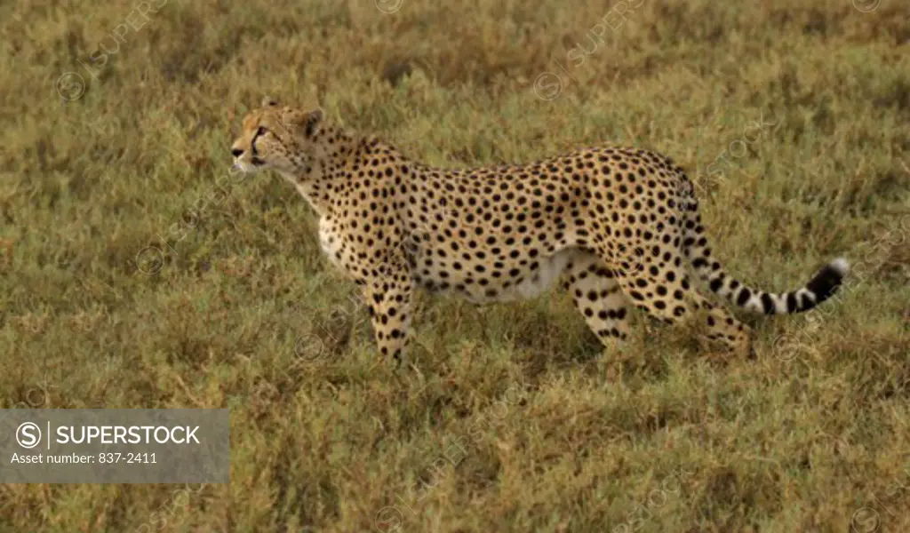 Side profile of a cheetah prowling in a field (Acinonyx jubatus)