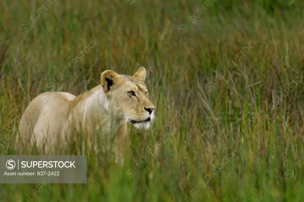 Lioness prowling in a field (Panthera leo)
