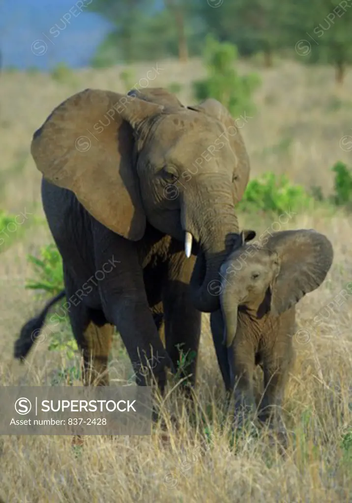 Close-up of an elephant walking with its calf in a forest