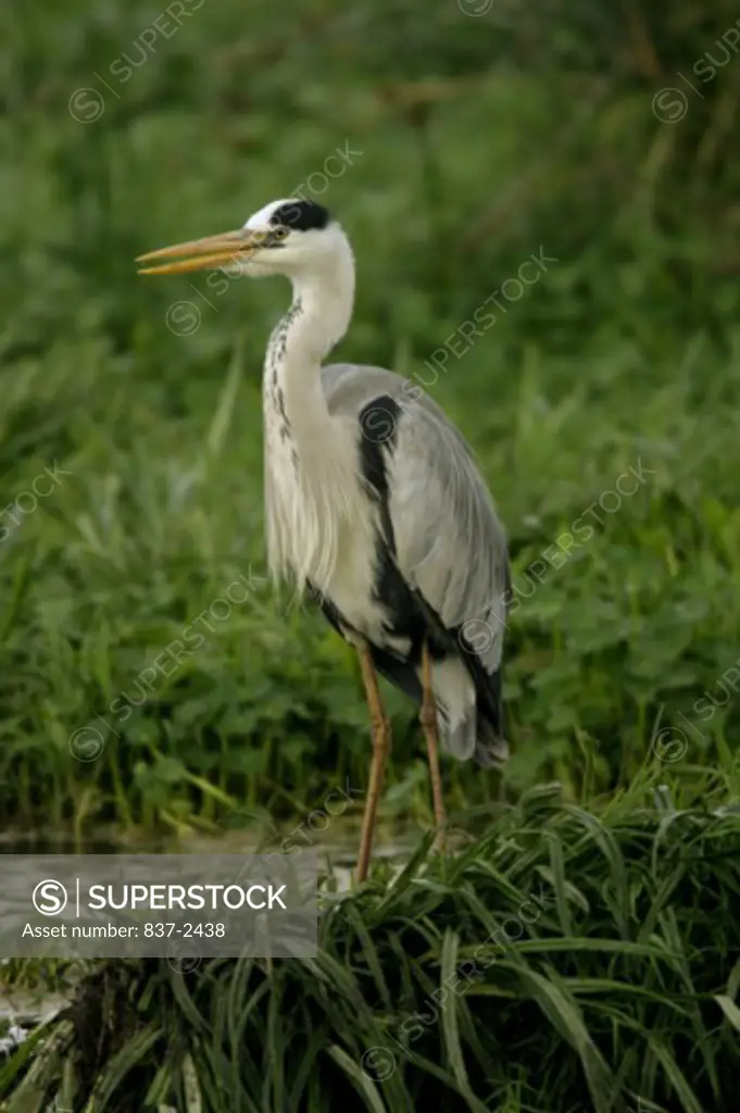 Close-up of a Gray Heron standing on the grass (Ardea cinerea)