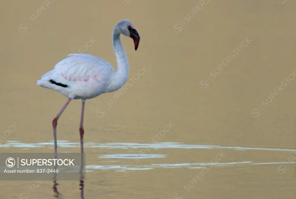 Side profile of a Lesser Flamingo wading in water (Phoenicopterus minor)