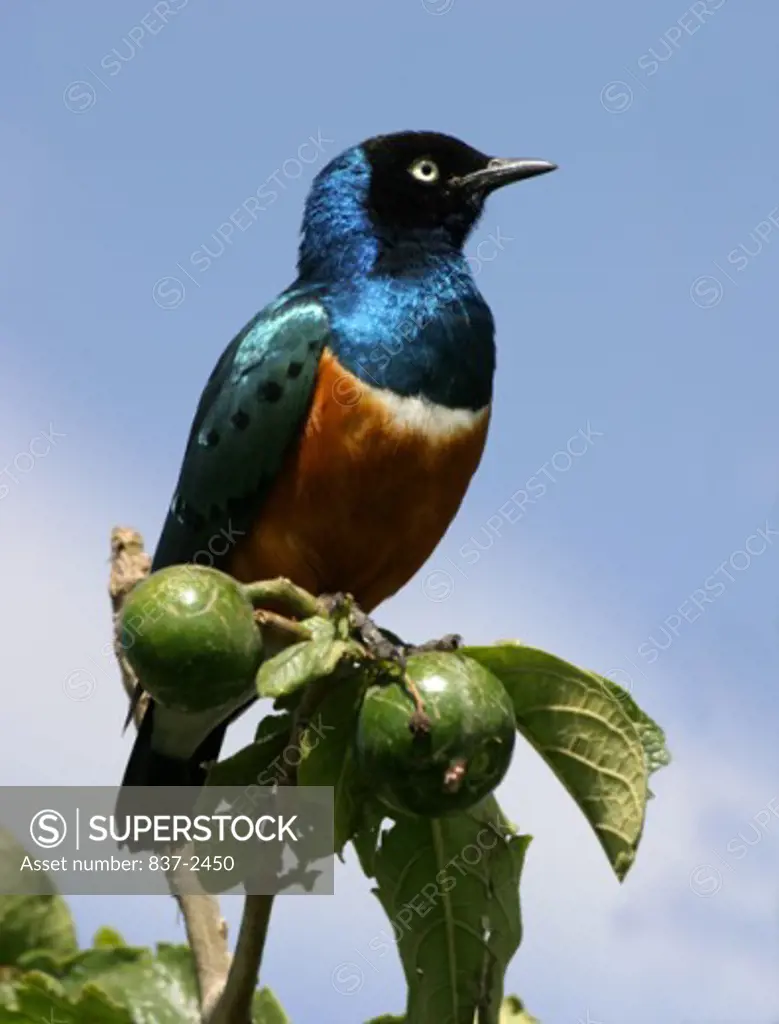 Low angle view of a Superb Starling perching on a tree branch (Lamprotornis superbus)