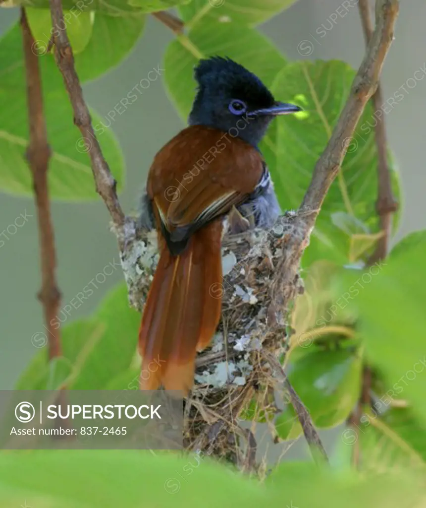 Close-up of a Paradise Flycatcher perching on its nest (Terpsiphone viridis)