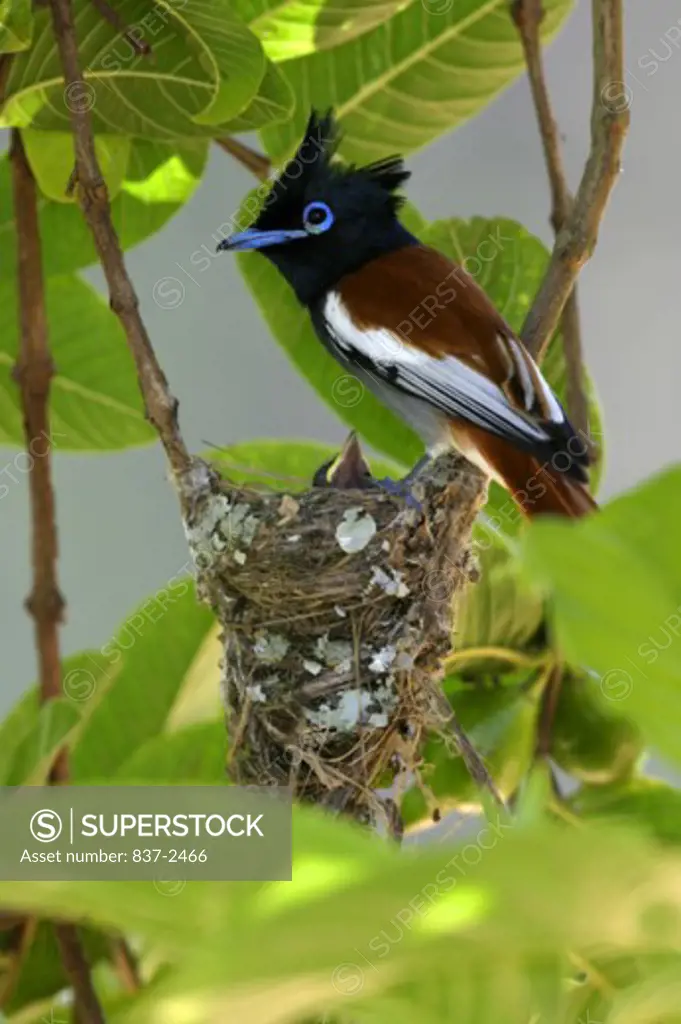 Close-up of a Paradise Flycatcher guarding its young in its nest (Terpsiphone viridis)