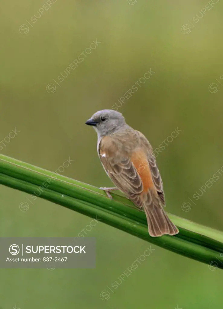 Grey-headed Sparrow perching on the branch of a plant (Passer griseus)