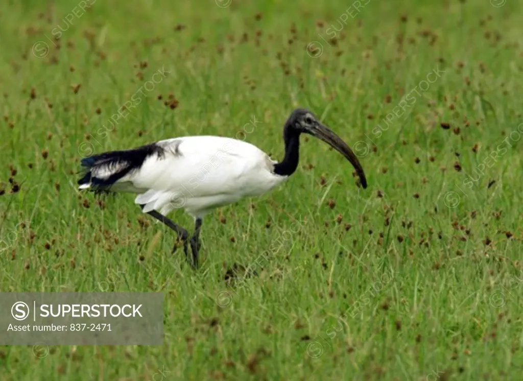 High angle view of a Sacred Ibis stalking in a grassland (Threskiornis aethiopicus)