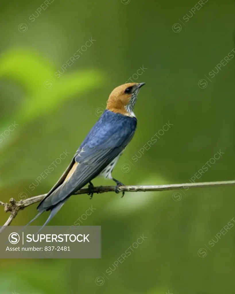 Side profile of a Lesser-striped Swallow perching on a twig (Hirundo abyssinica)