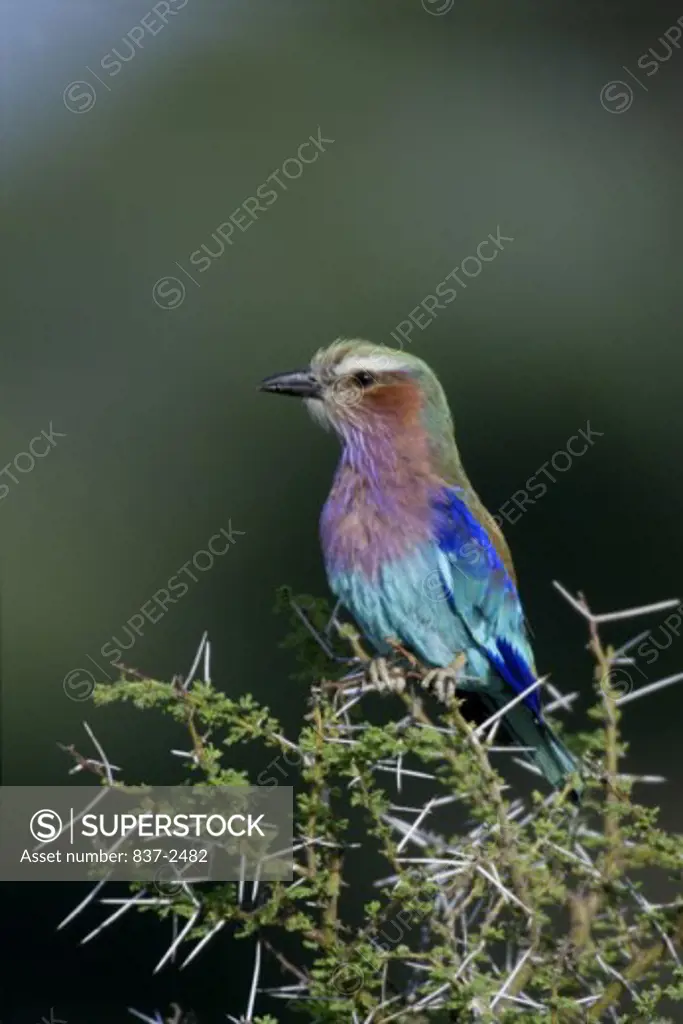 Lilac-breasted Roller perching in a treetop (Coracias caudata)