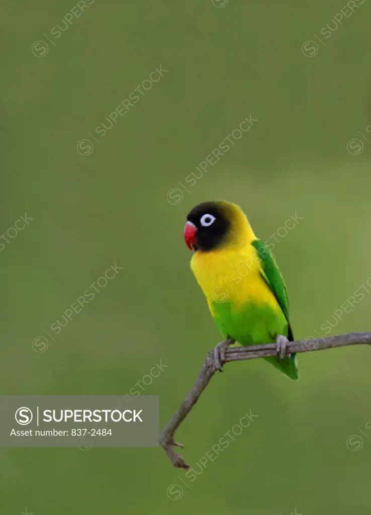 Yellow-collared Lovebird perching on a twig (Agapornis personatus)