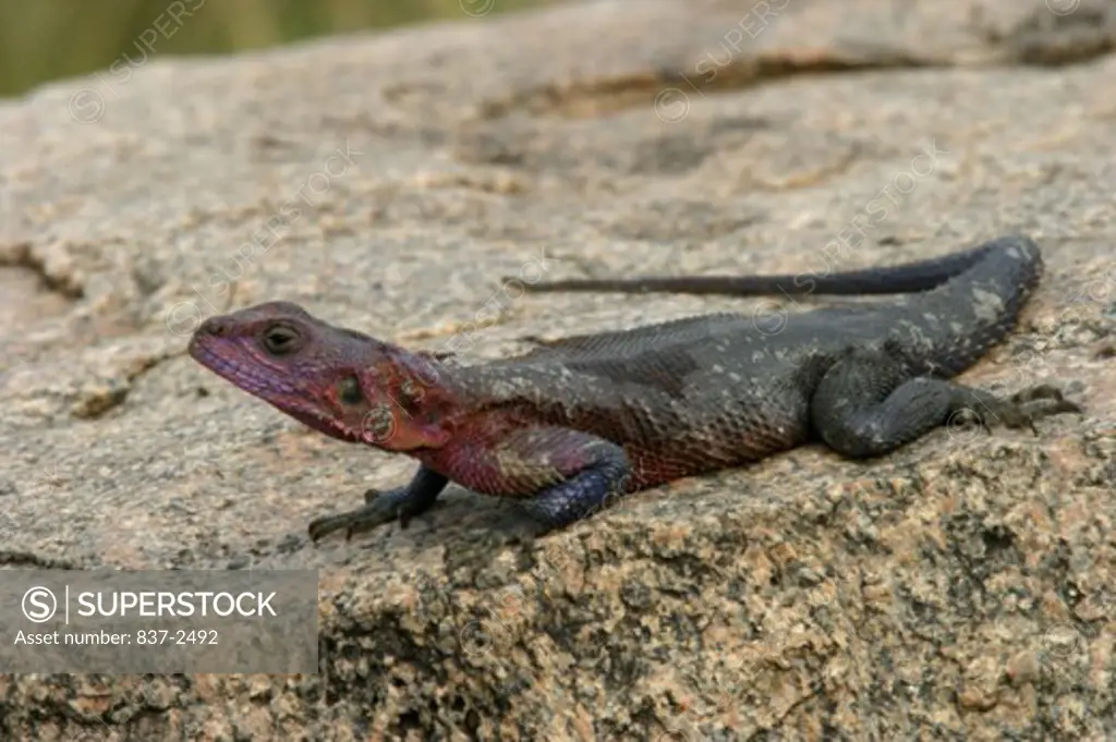 Close-up of an Agama Lizard on a rock (Agama agama)