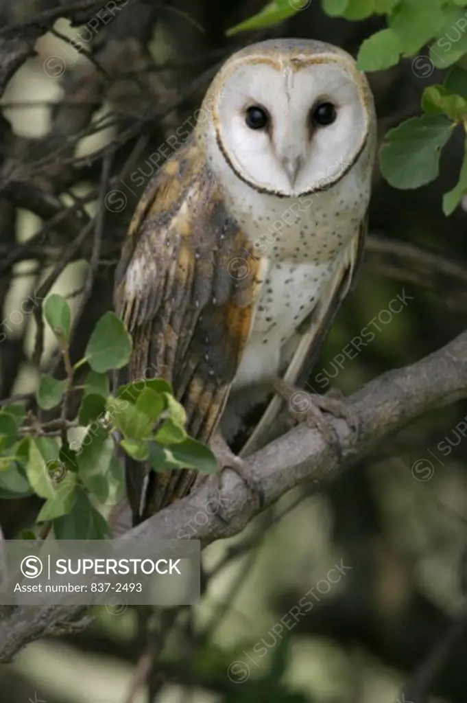 Close-up of a Barn Owl perching on a branch (Tyto Alba)